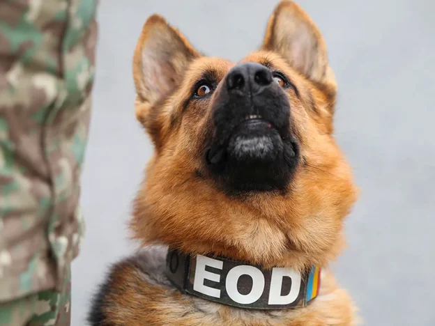 Close up of Sniffing Dog